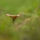 Pilz im Grünen