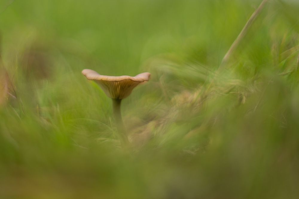 Pilz im Grünen