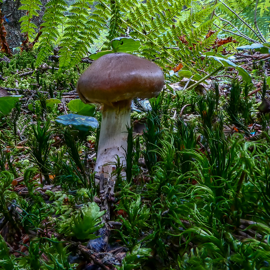 Pilz im grünen