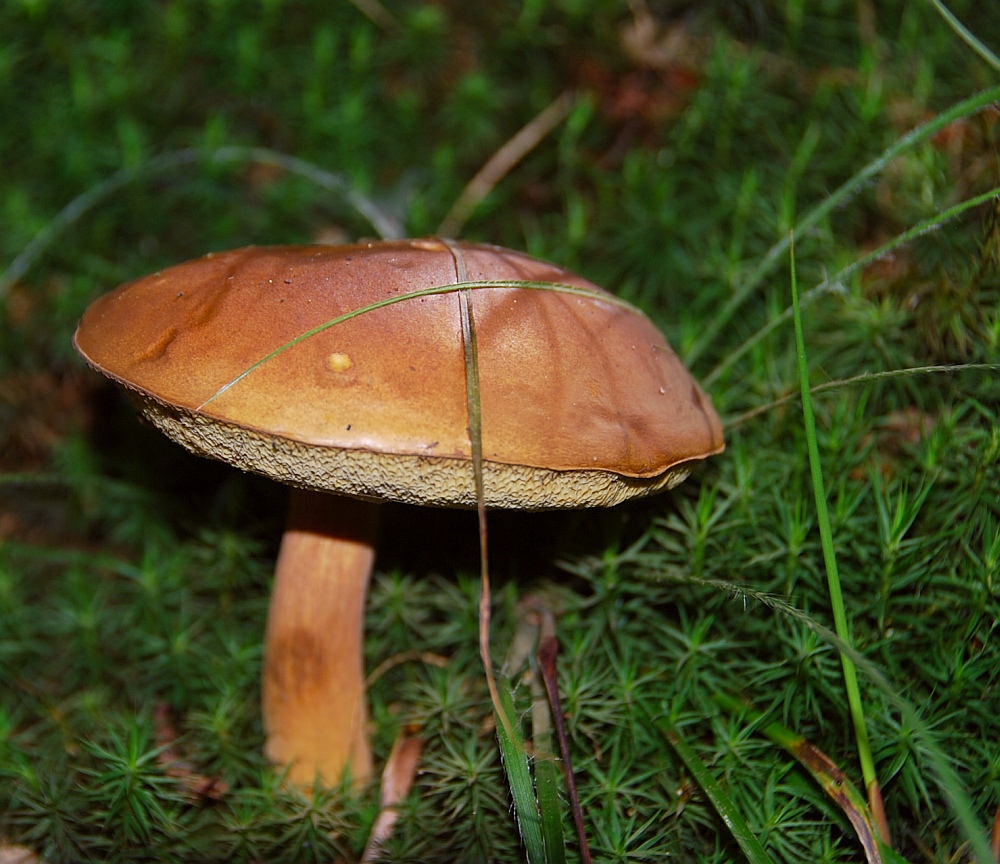 Pilz im Grünen