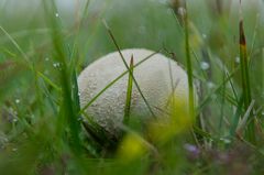 Pilz im Heidekraut