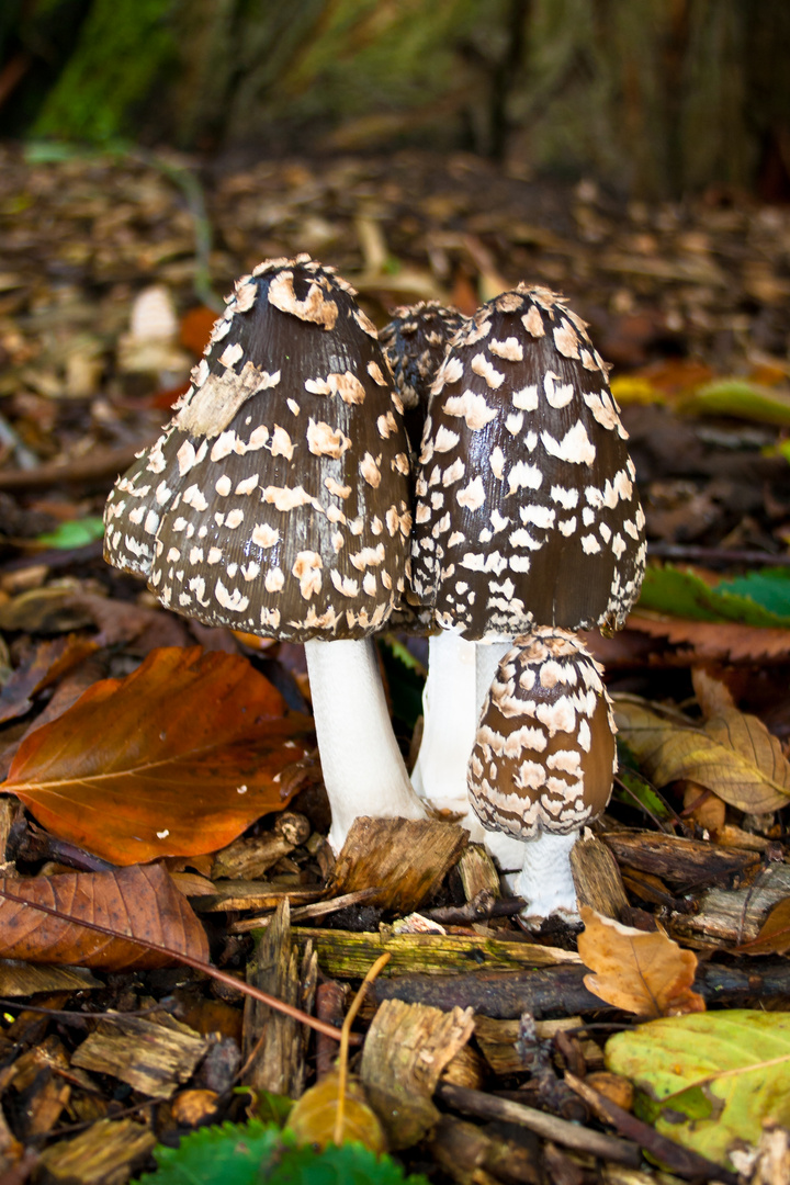 Pilz im Herbst