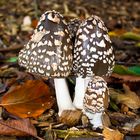 Pilz im Herbst