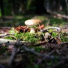 Pilz im Herbst