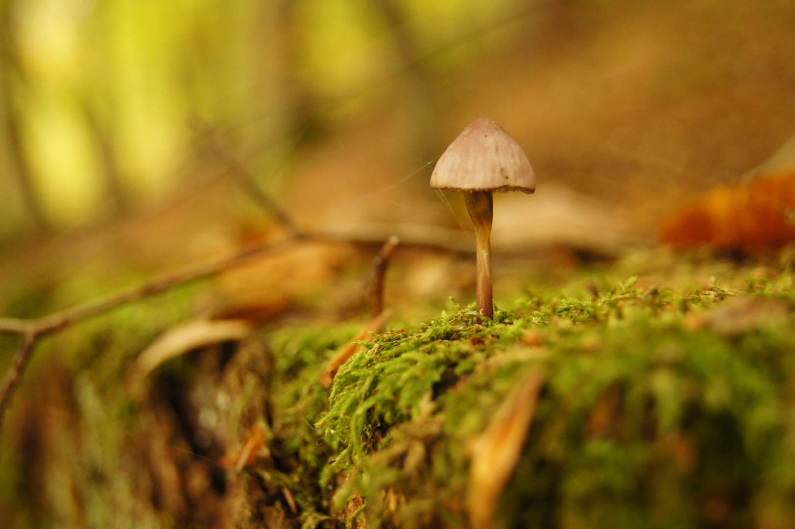 Pilz im Herbst