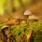 Pilz im Herbst