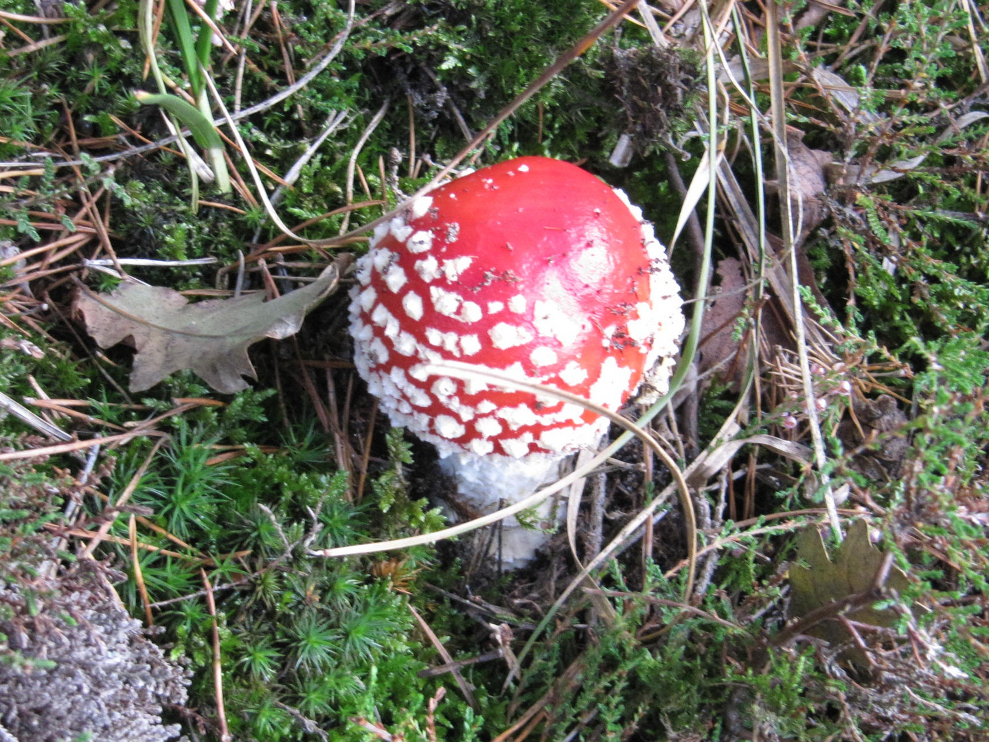 Pilz im Herbst