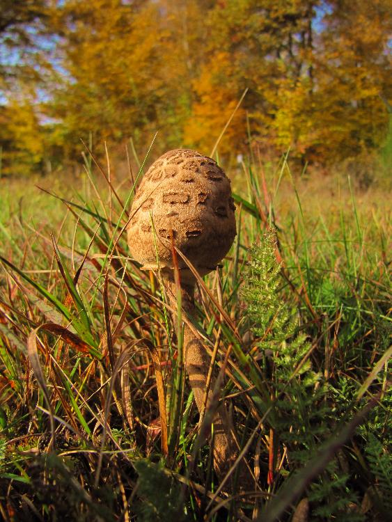 Pilz im Herbst