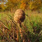 Pilz im Herbst