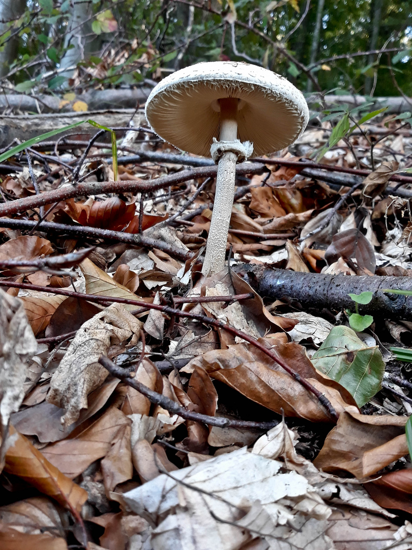 Pilz im Herbst