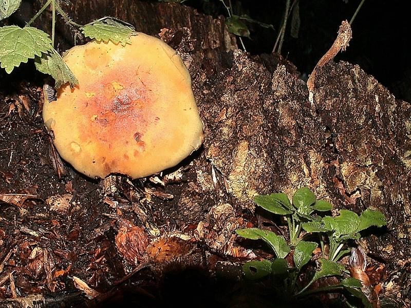 Pilz im Herbst