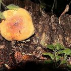 Pilz im Herbst