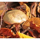 Pilz im Herbst