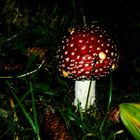 Pilz im Herbst