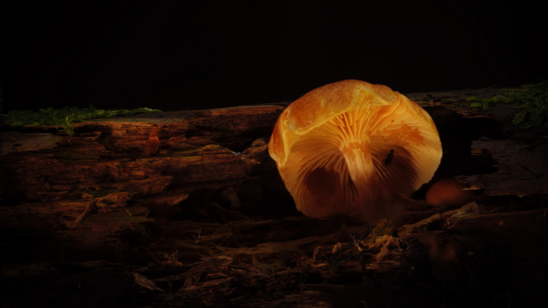 Pilz im Herbst