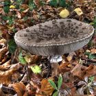 Pilz im Herbst