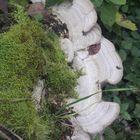 Pilz im Herbst