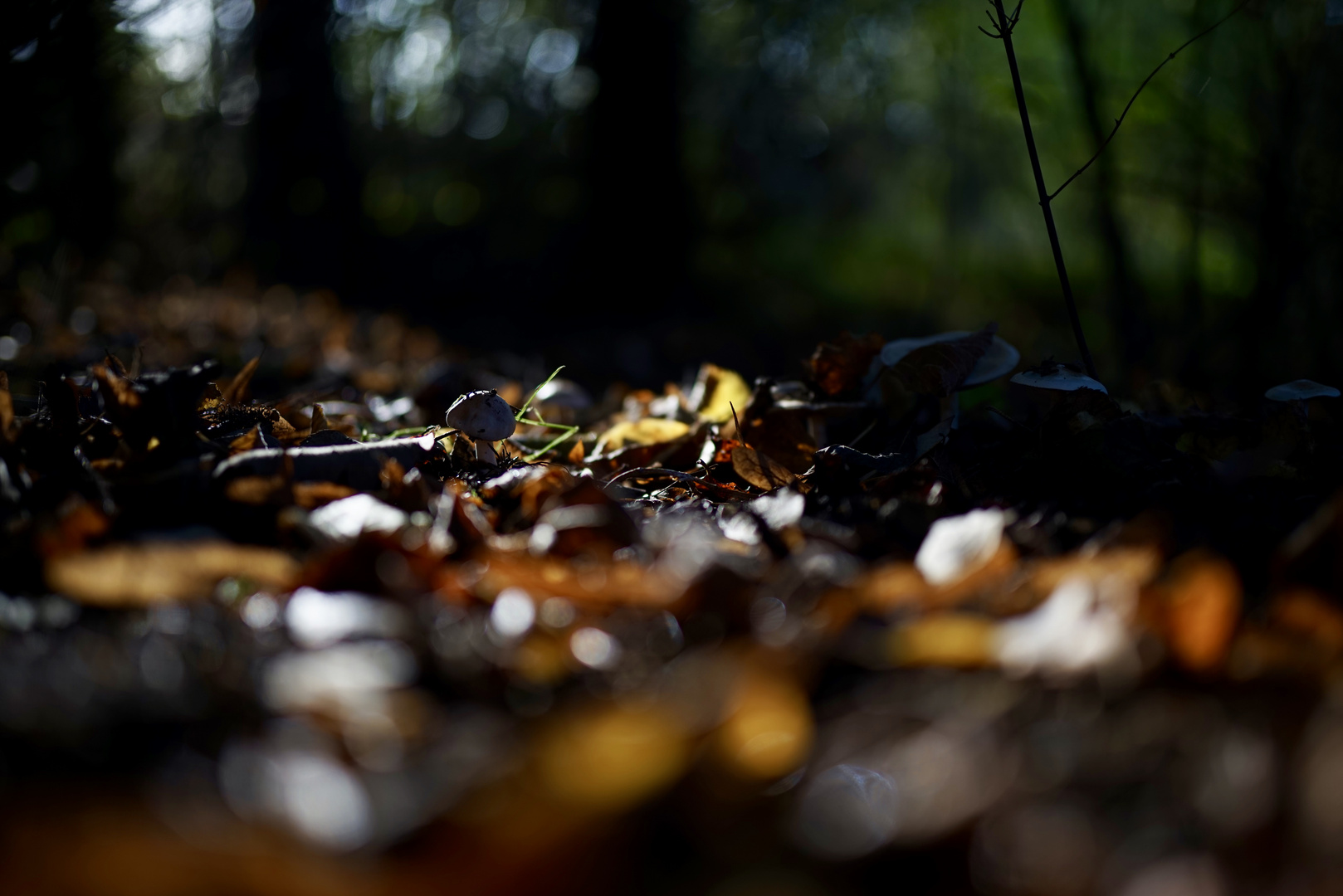 Pilz im Herbstlaub