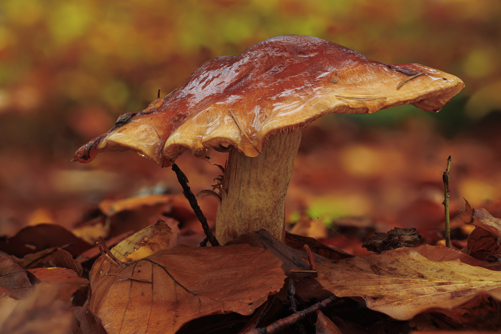 Pilz im Herbstlaub