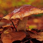 Pilz im Herbstlaub