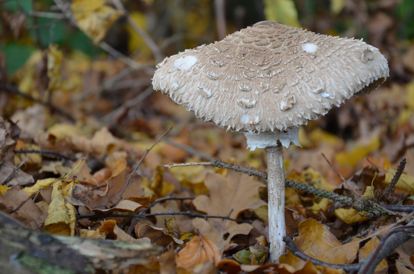 Pilz im Herbstlaub