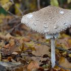 Pilz im Herbstlaub