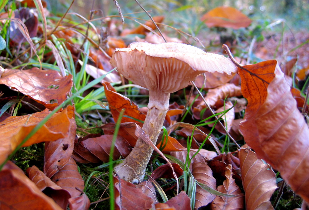 Pilz im Herbstlaub