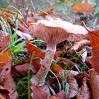 Pilz im Herbstlaub