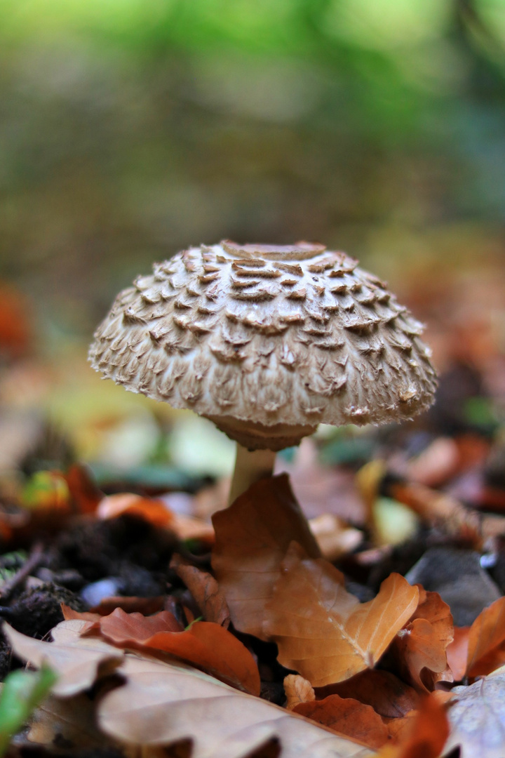 Pilz im Herbstlaub