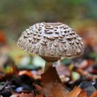 Pilz im Herbstlaub