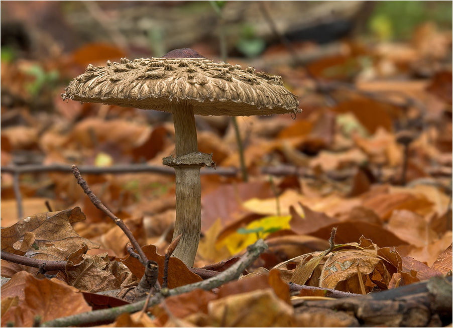 Pilz im Herbstlaub