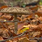 Pilz im Herbstlaub