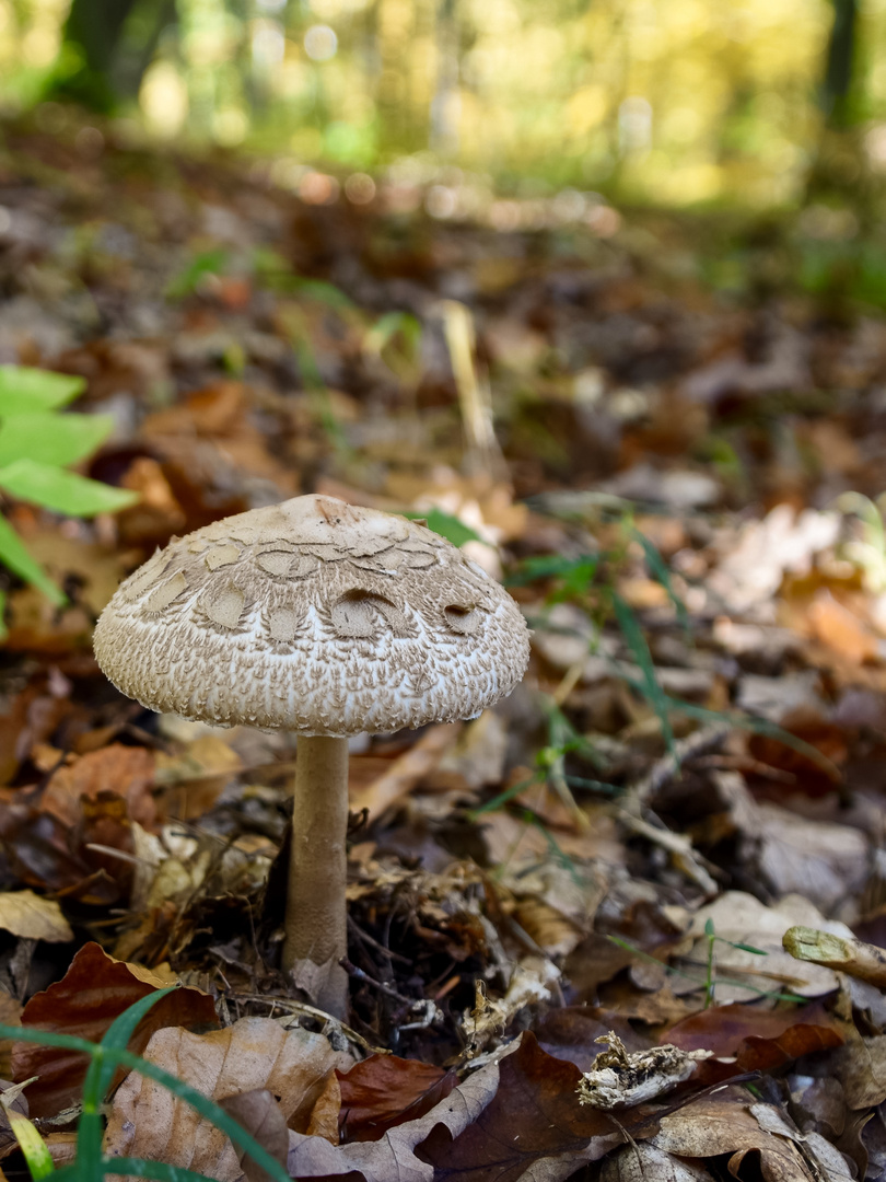 Pilz im Herbstlaub