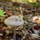 Pilz im Herbstlaub