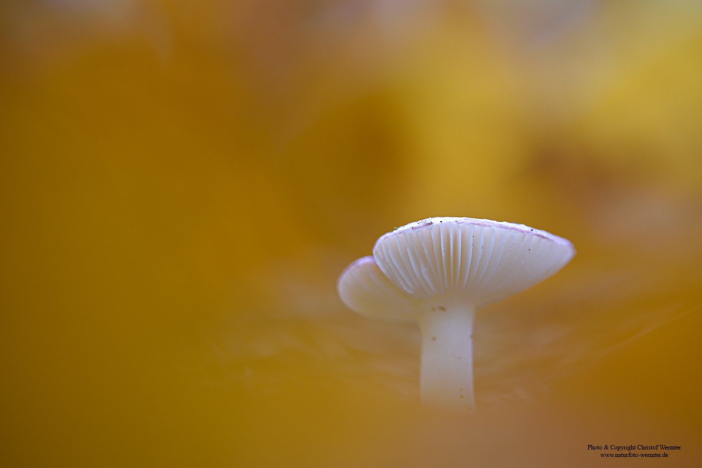 Pilz im Herbstlaub