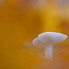 Pilz im Herbstlaub