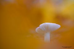 Pilz im Herbstlaub