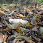 Pilz im Herbstlaub