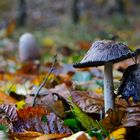 Pilz im Herbstlaub