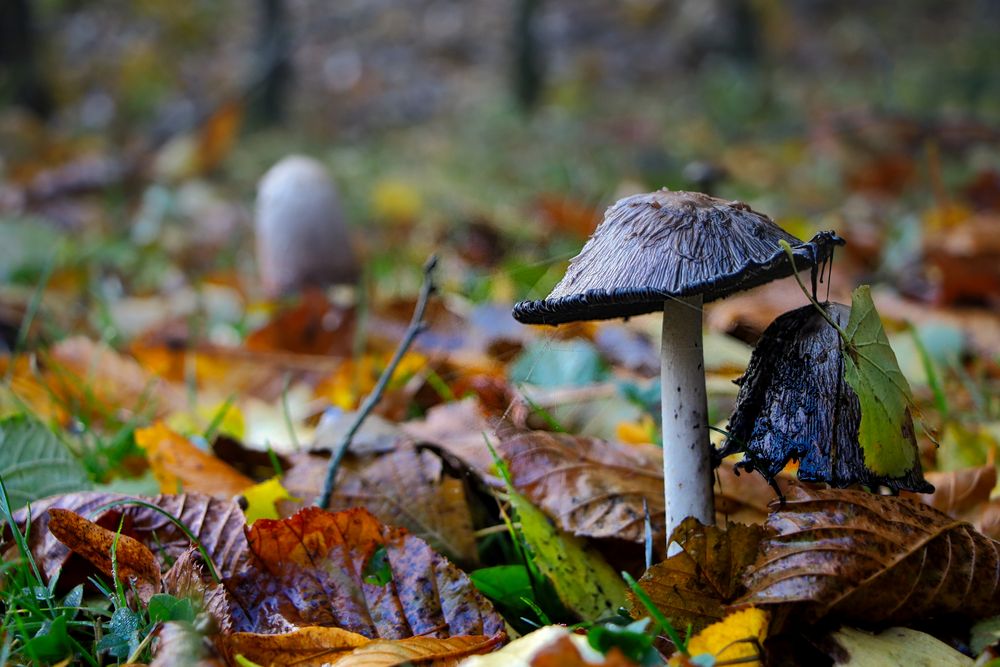 Pilz im Herbstlaub