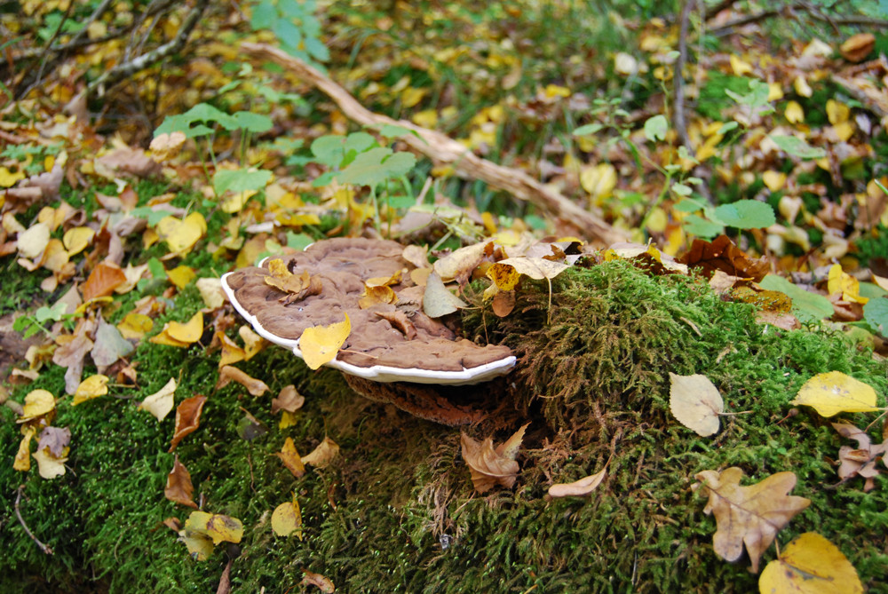 Pilz im Herbstlaub