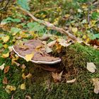 Pilz im Herbstlaub