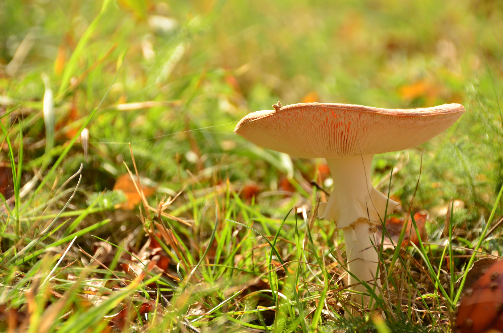 Pilz im Herbstlicht