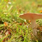 Pilz im Herbstlicht