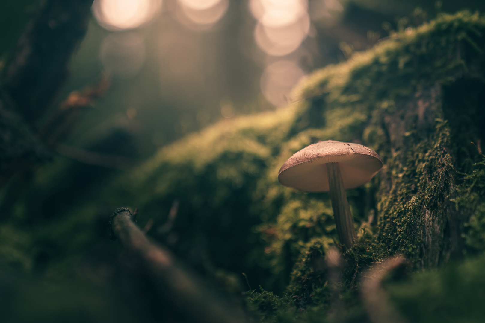 Pilz im Herbstwald