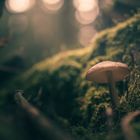 Pilz im Herbstwald