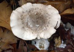 Pilz im Herbstwald