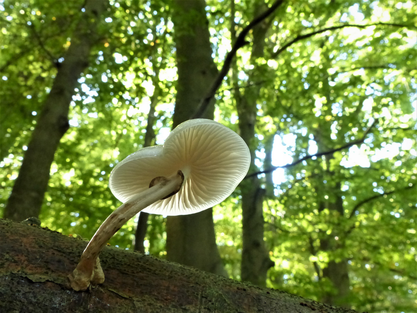 Pilz im Herbstwald