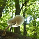 Pilz im Herbstwald