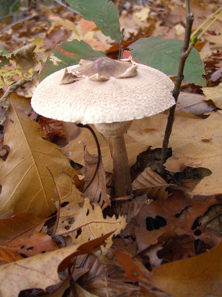 Pilz im Herbstwald -1